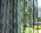 Pitsinen sivuverhokangas Kukat, vihreä